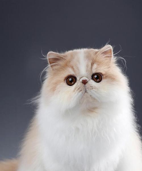 以家养猫，你该养什么好（选择适合自己的猫咪）