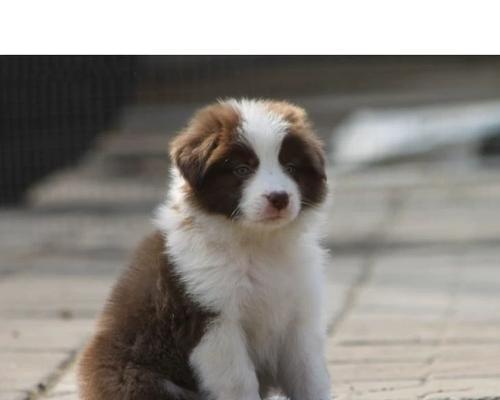 家养大犬，你应该选择哪种（一份详细的大犬养护指南）