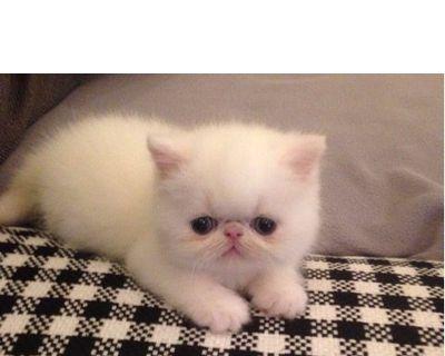 加菲猫与狗狗的和谐共处（以宠物为主的家庭生活）