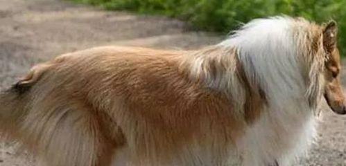 以尖嘴巴的狗——巴吉度犬（了解巴吉度犬的独特之处）