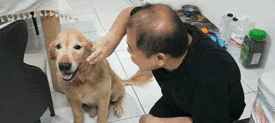 让你的狗狗来到你身边——手势指导（从手势入手）