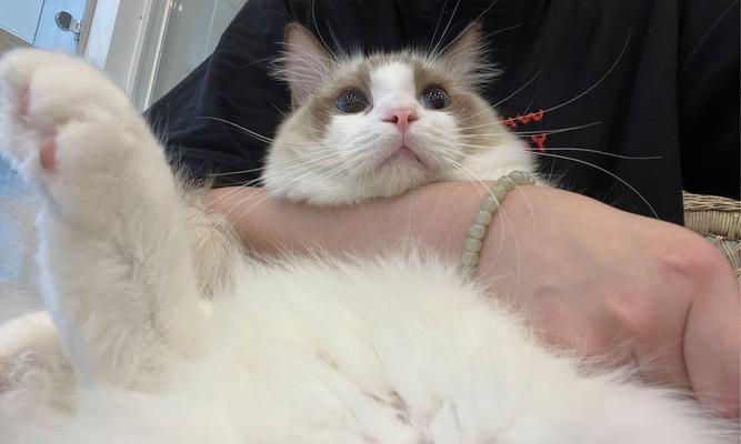 用金渐层打造独特的偶猫品种（以金渐层配布偶猫为例）
