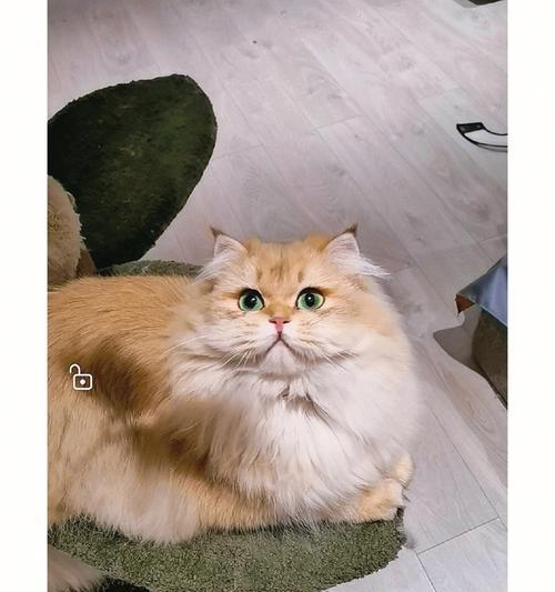 金渐层与布偶猫的宠物生活（奇妙的同居生活）