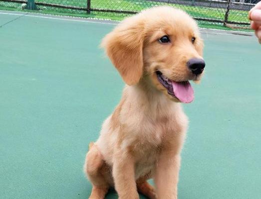 实用技巧让你的金毛犬变乖巧（实用技巧让你的金毛犬变乖巧）