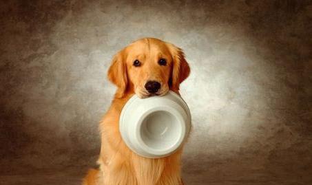 金毛犬什么时候脱毛（了解金毛犬脱毛的常见问题和解决方法）