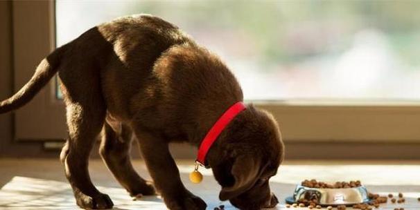 金毛狗吃狗粮长得快吗（探讨金毛犬吃狗粮对生长的影响）