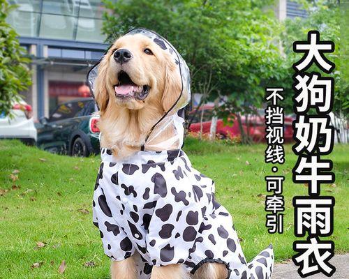 金毛狗狗与拉布拉多犬的斗争（从宠物角度看金毛狗狗与拉布拉多犬的斗争）