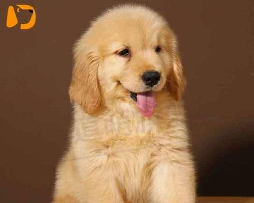 金毛小犬能喝牛奶吗（探究金毛小犬喝牛奶的利与弊）