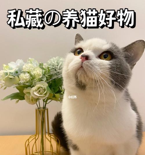 猫咪的嗅觉世界（探秘猫咪嗅觉机制及其反应）