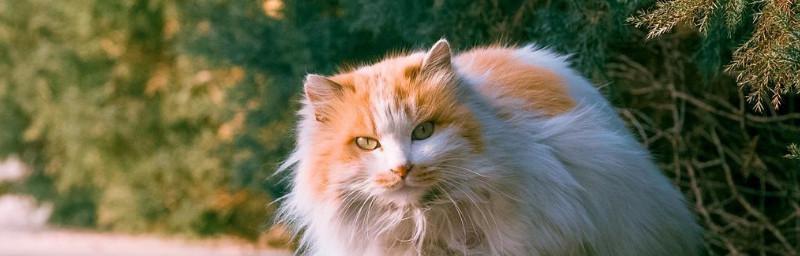猫咪的高空天堂（以猫咪喜欢呆在最高的地方为主题的探究）