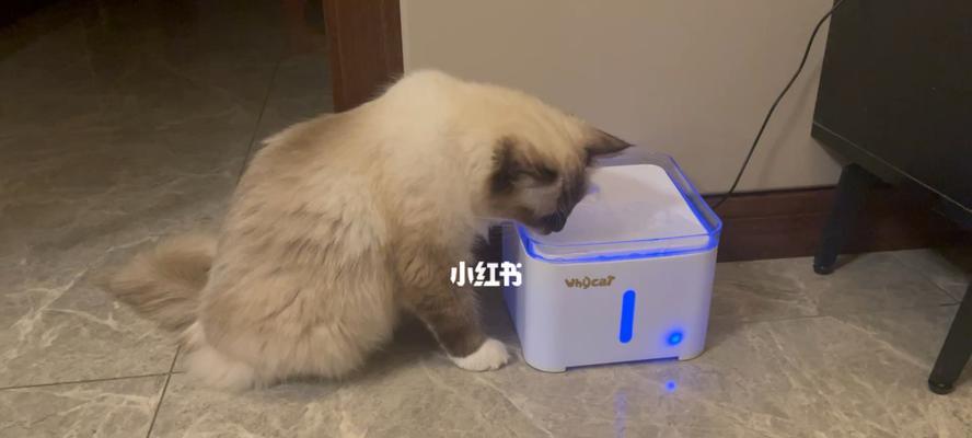 猫咪喜欢喝水洗脸的秘密（揭开猫咪的行为奥秘）