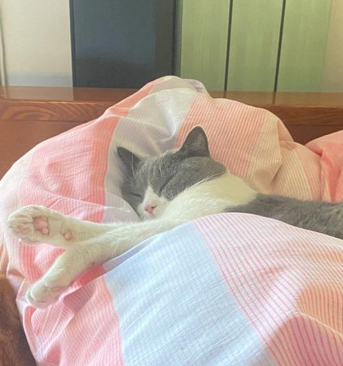 猫咪喜欢趴被子睡觉的原因探究（揭秘猫咪睡觉习惯）