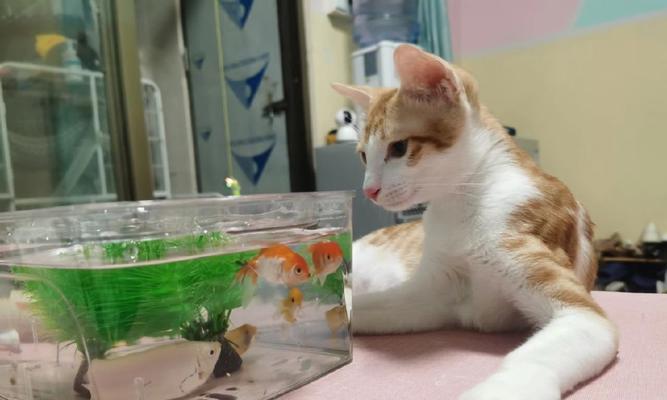 猫咪喜欢趴鱼缸（宠物的健康是我们的责任）