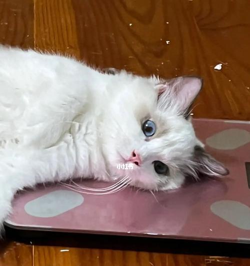 猫咪喜欢跑别人家里的原因与解决方法（宠物在邻居家作怪）