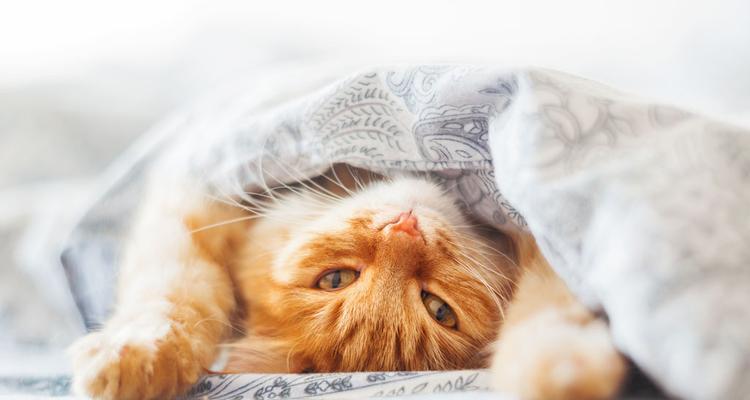 猫咪的“躺着睡觉”技能剖析（探究猫咪为何喜欢躺着主人身上睡觉）