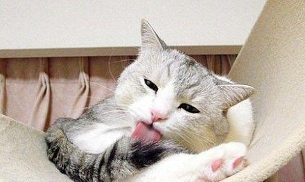 猫咪的舌头为什么会喜欢添毛（探究猫咪添毛的行为习惯）