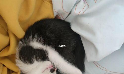 猫咪为什么喜欢闻被子（探究猫咪嗅觉的奥秘）