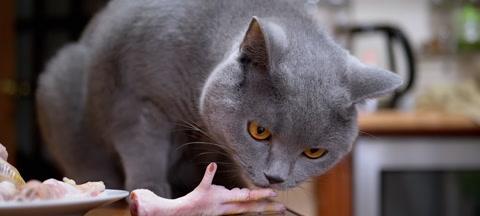 猫咪为何喜欢咬自己衣服（探究猫咪的行为特点和心理原因）