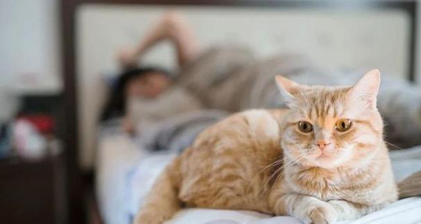 一窥宠物猫咪的“懒惰”生活，发现睡觉对它们的重要性（一窥宠物猫咪的“懒惰”生活）