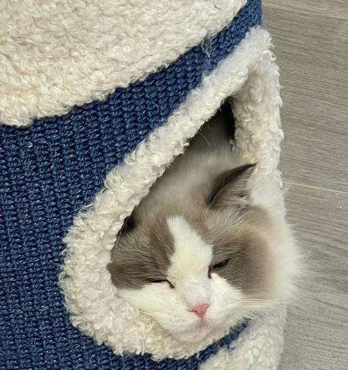 猫咪舌头撩水的奇妙之处（探秘猫咪喜欢用舌头撩水的原因与技巧）