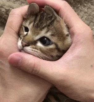 猫咪为什么喜欢用下巴蹭东西（揭秘猫咪行为中的小秘密）