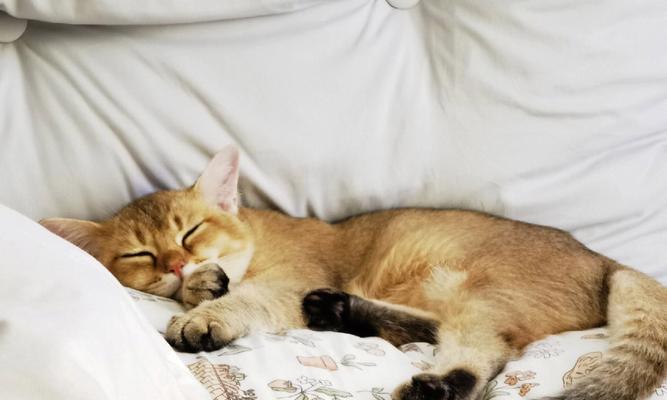 猫咪喜欢在床单下睡的原因剖析（探究宠物猫咪选择床单下的心理与行为特点）