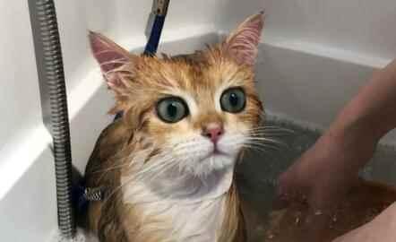 宠物猫洗澡后呕吐原因分析（了解洗澡前后的注意事项）