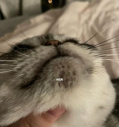 消除猫咪下巴黑渣的7个秘诀（以宠物为主）