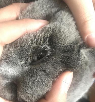 揭秘猫咪下嘴唇外翻的奥秘（探究猫咪口腔特征）