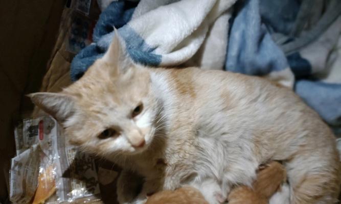 准备充分，让猫咪顺利下崽子（以宠物为主）