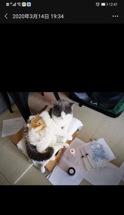 宠物猫咪夏季瘦身突现尿血，这是为什么（探究宠物猫咪夏季出现瘦身和尿血的原因与解决方法）