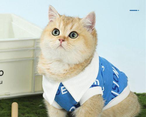 为什么夏天猫咪掉毛更厉害（探究夏季猫咪掉毛的原因及应对措施）