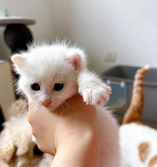 宠物猫夏季减肥指南（如何让猫咪在夏天保持健康体重）