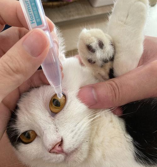 猫咪夏天眼睛红的原因（探讨夏季猫咪眼睛红的症状）