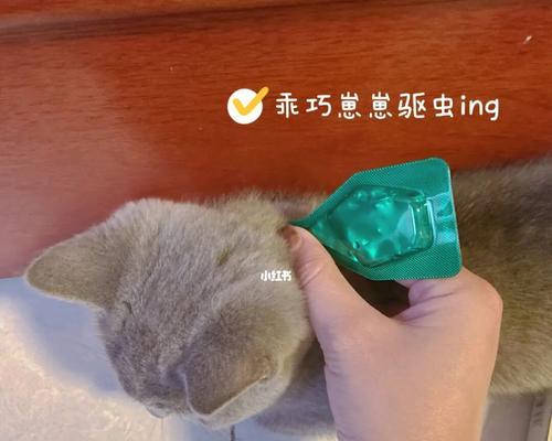 宠物养护（选择养宠物）