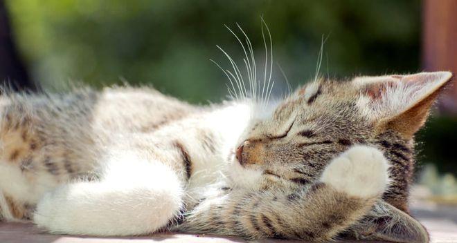 猫咪咳嗽像哮喘一样（如何识别和治疗猫咪哮喘式咳嗽）