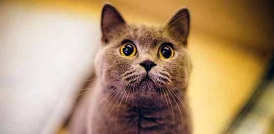 揭秘猫咪哮喘（宠物爱好者必读）