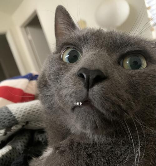 猫咪哮喘与消瘦的原因与对策（宠物猫咪的健康问题与解决方案）