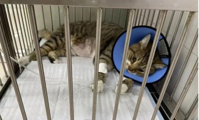如何处理宠物猫咪小便失禁问题（探索猫咪小便失禁的原因和解决办法）