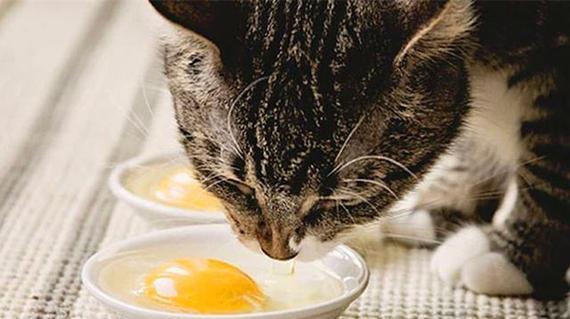 猫咪小产后的护理及补身体方法（宠物猫咪小产的原因与注意事项）