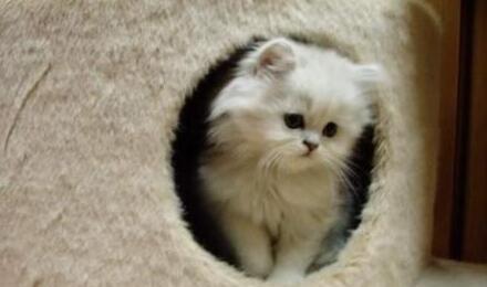 猫咪小时候的粘人时光（探究猫咪为什么小时候如此粘人的原因）