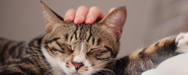 为什么我的猫咪动作缓慢（探究宠物猫咪行为的原因和解决方法）