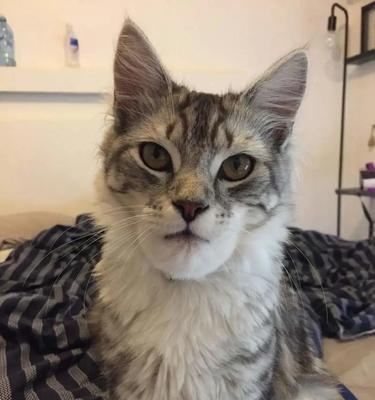 猫咪胸口凸起一块，是什么病（了解猫咪肿块胸口症状及处理方法）
