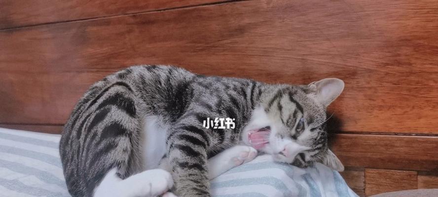 猫咪身体语言解析（以尾巴为主要表现形式）