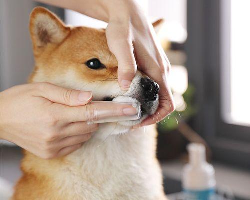 猫咪的口腔健康怎样保障（从牙齿清洁液到日常护理）