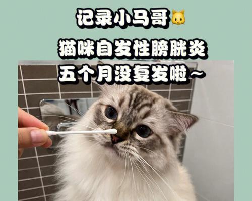 猫咪尿结石的预防与治疗（宠物健康）