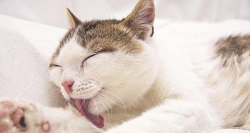 猫咪眼角分泌物干呕原因及预防方法（宠物爱护必须掌握）