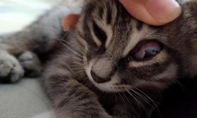 宠物猫咪眼睛发脓拉稀的原因和治疗方法（猫咪眼睛发脓拉稀）