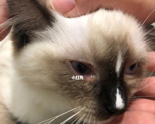 猫咪眼睛发炎变浑浊，如何帮助宠物恢复清澈明亮视力（猫咪眼睛发炎的原因）