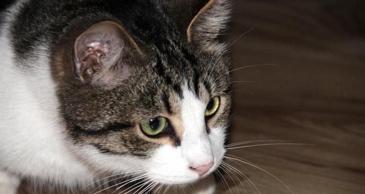 猫咪眼睛受伤能否康复（宠物眼部安全事项）